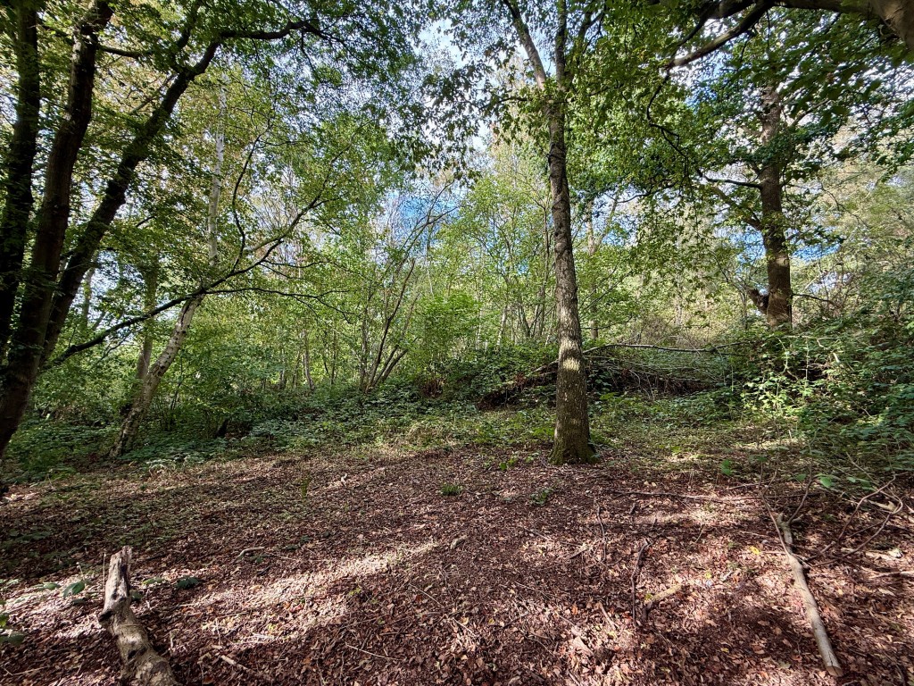 Lot: 2 - FREEHOLD LAND MEASURING APPROX 4.85 ACRES - Clearing